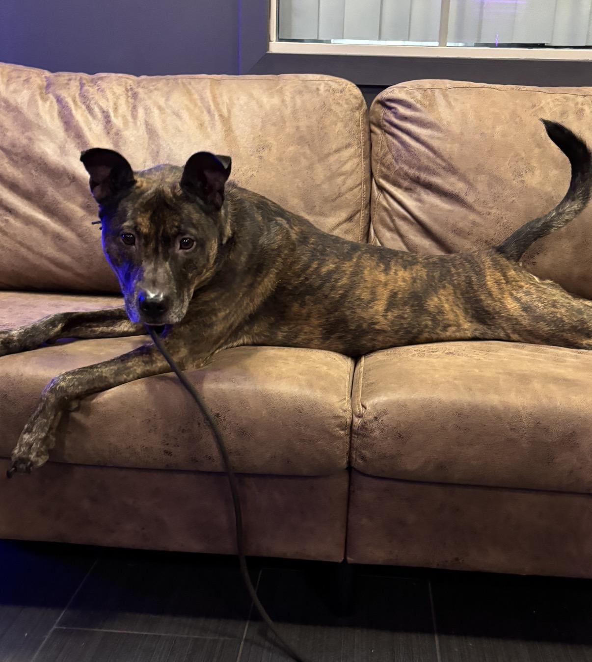 Dino, Adoptable, Adult Male Dutch Shepherd.