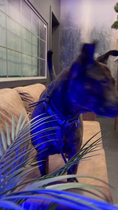 Enlarge Dino, a Adoptable mixed breed in Glen Rock, NJ video 2/3