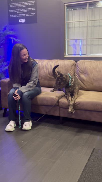 Enlarge Dino, a Adoptable mixed breed in Glen Rock, NJ video 3/3