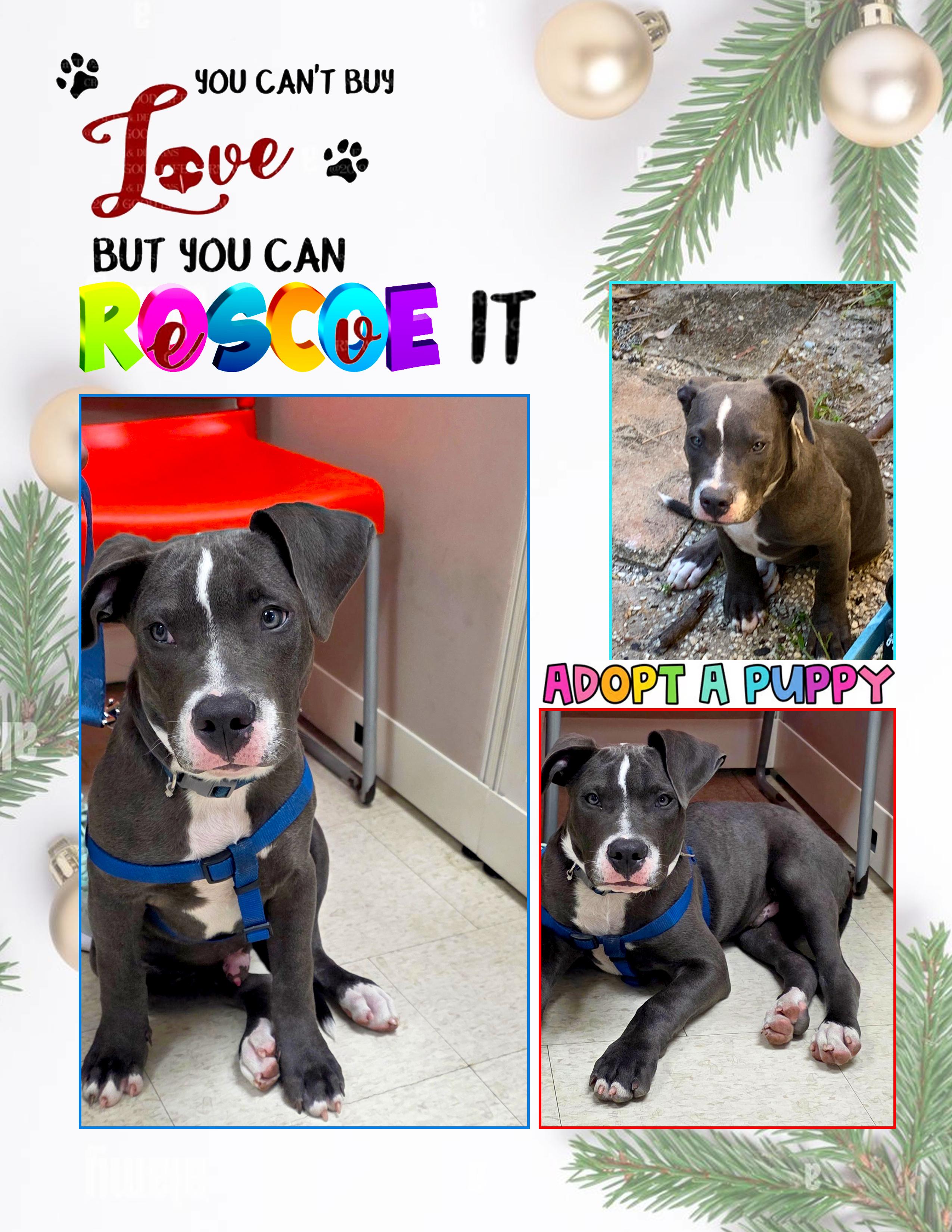Roscoe, adopted, Puppy Male American Staffordshire Terrier & Terrier.