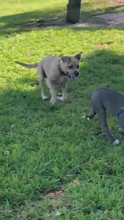 Enlarge Roscoe, an adopted mixed breed in Margate, FL video 2/2