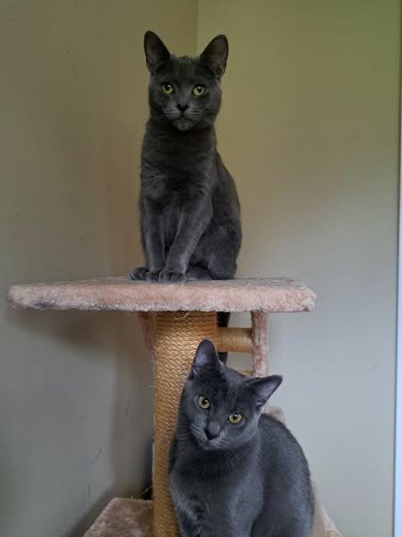 Orianna & Ozara, Adoptable, Adult Female Domestic Short Hair.