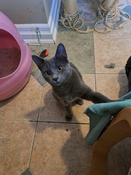 Orianna, an adoptable Domestic Short Hair in Spencerville, ON, K0E 1X0 | Photo Image 3