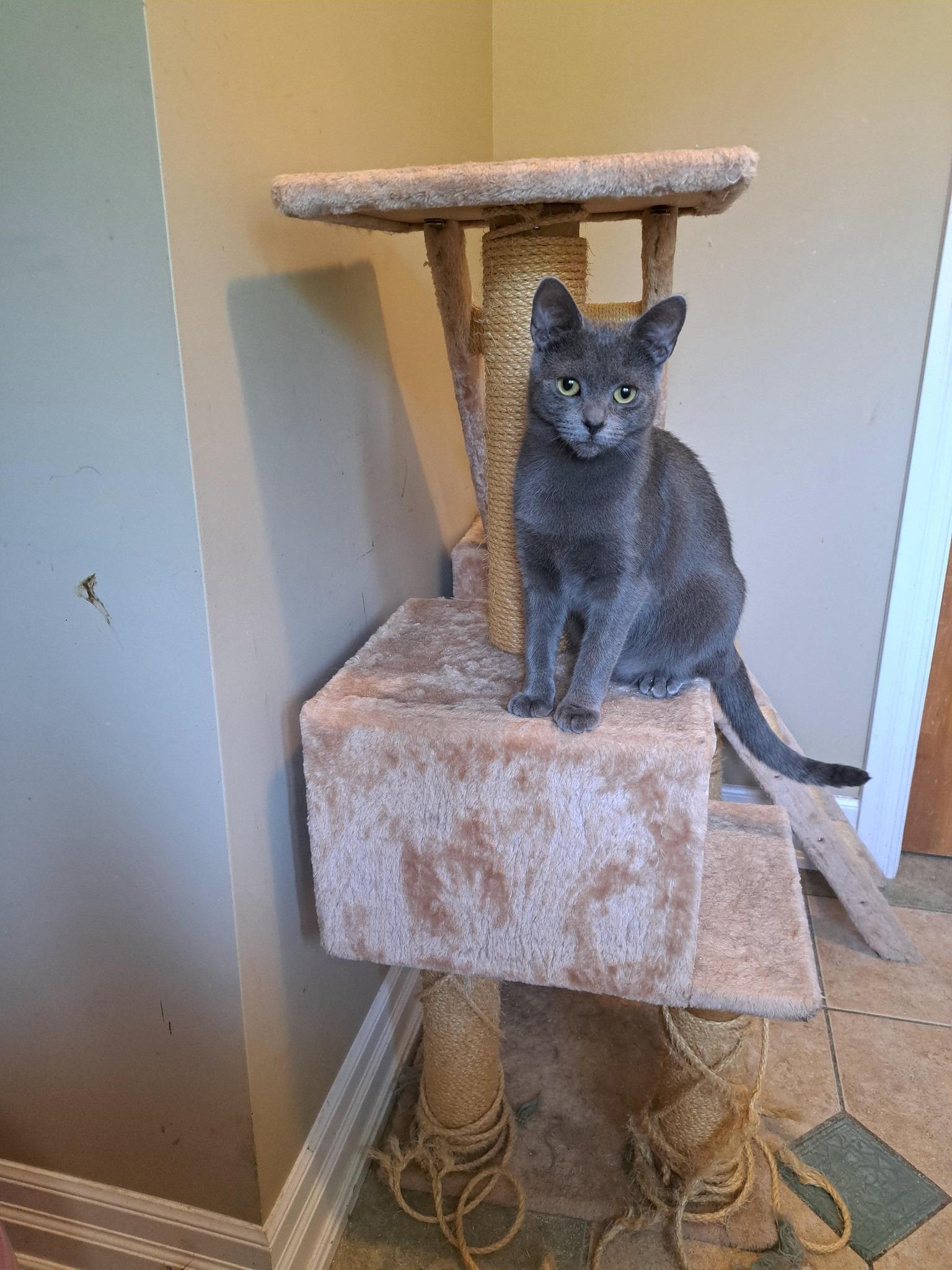 Orianna, an adoptable Domestic Short Hair in Spencerville, ON, K0E 1X0 | Photo Image 4