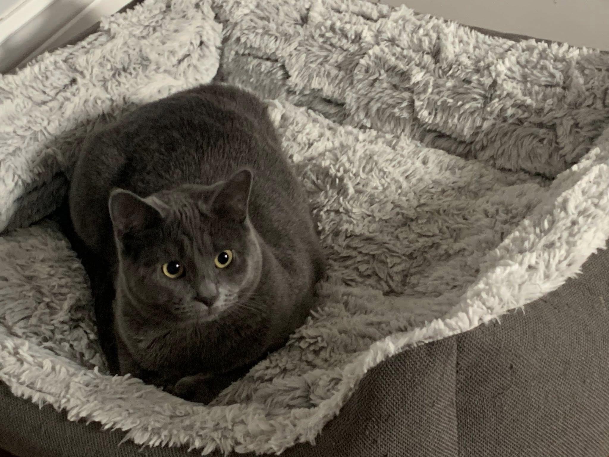 Enlarge Orianna & Ozara, a Adoptable Domestic Short Hair in Spencerville, ON image 3/5