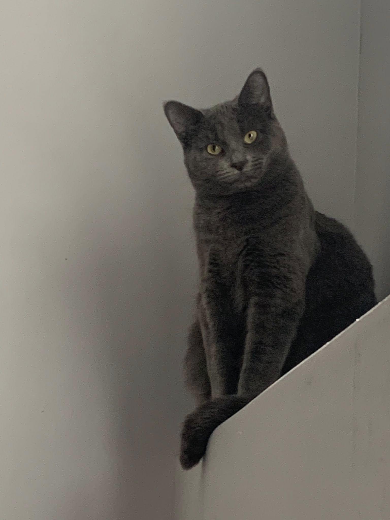 Enlarge Orianna & Ozara, a Adoptable Domestic Short Hair in Spencerville, ON image 4/5