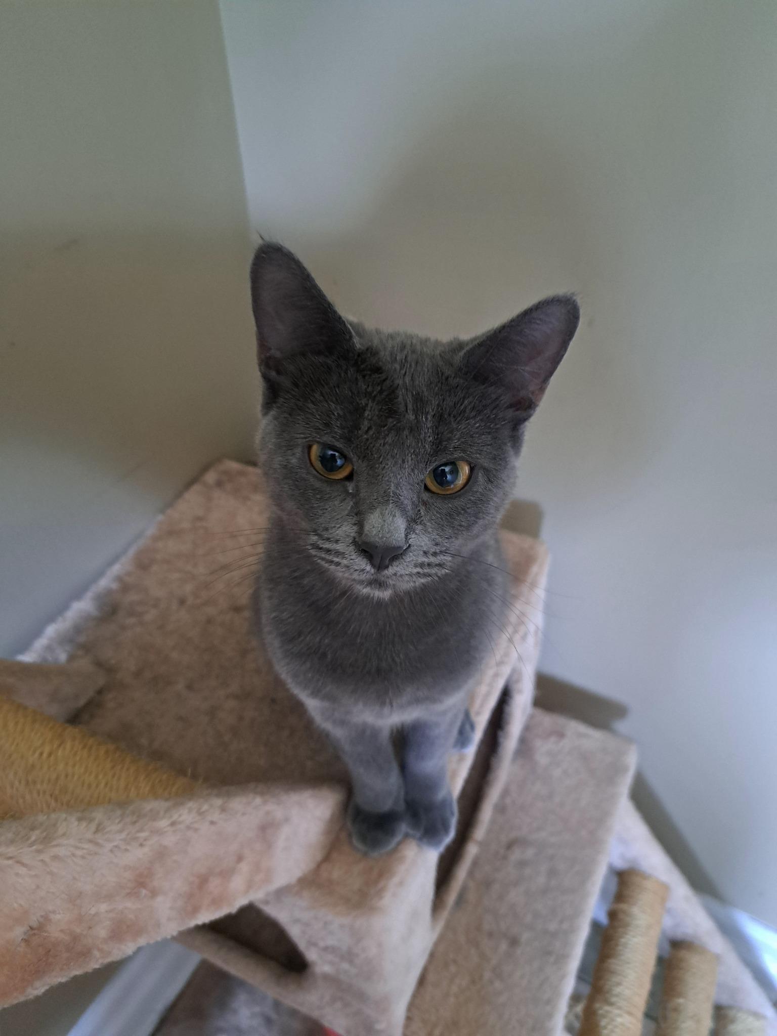 Orianna, an adoptable Domestic Short Hair in Spencerville, ON, K0E 1X0 | Photo Image 2