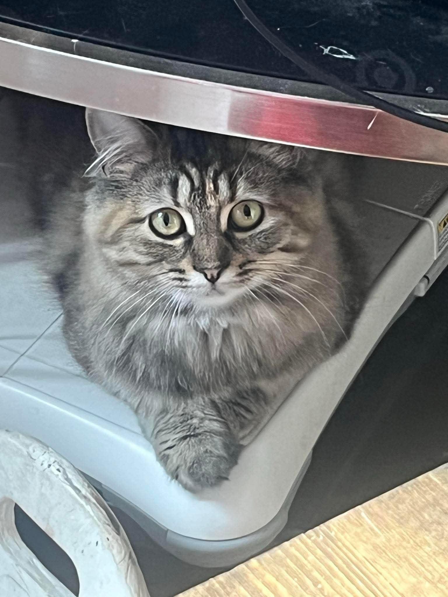 Tyra Banks 25-106, ADOPTABLE, Young Female Domestic Long Hair.