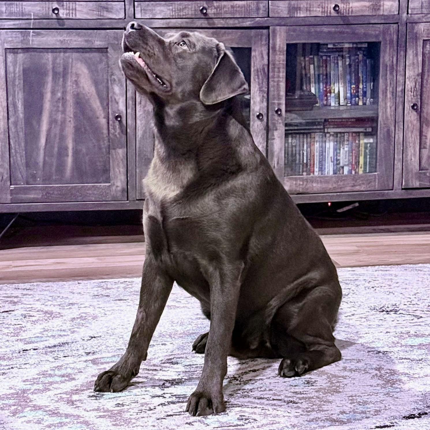 Enlarge Ranger, a Adoptable Labrador Retriever image 1/3