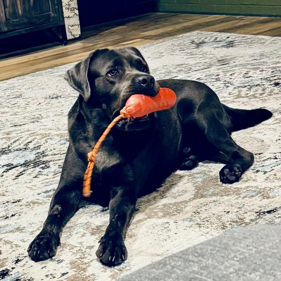 Enlarge Ranger, a Adoptable Labrador Retriever image 2/3