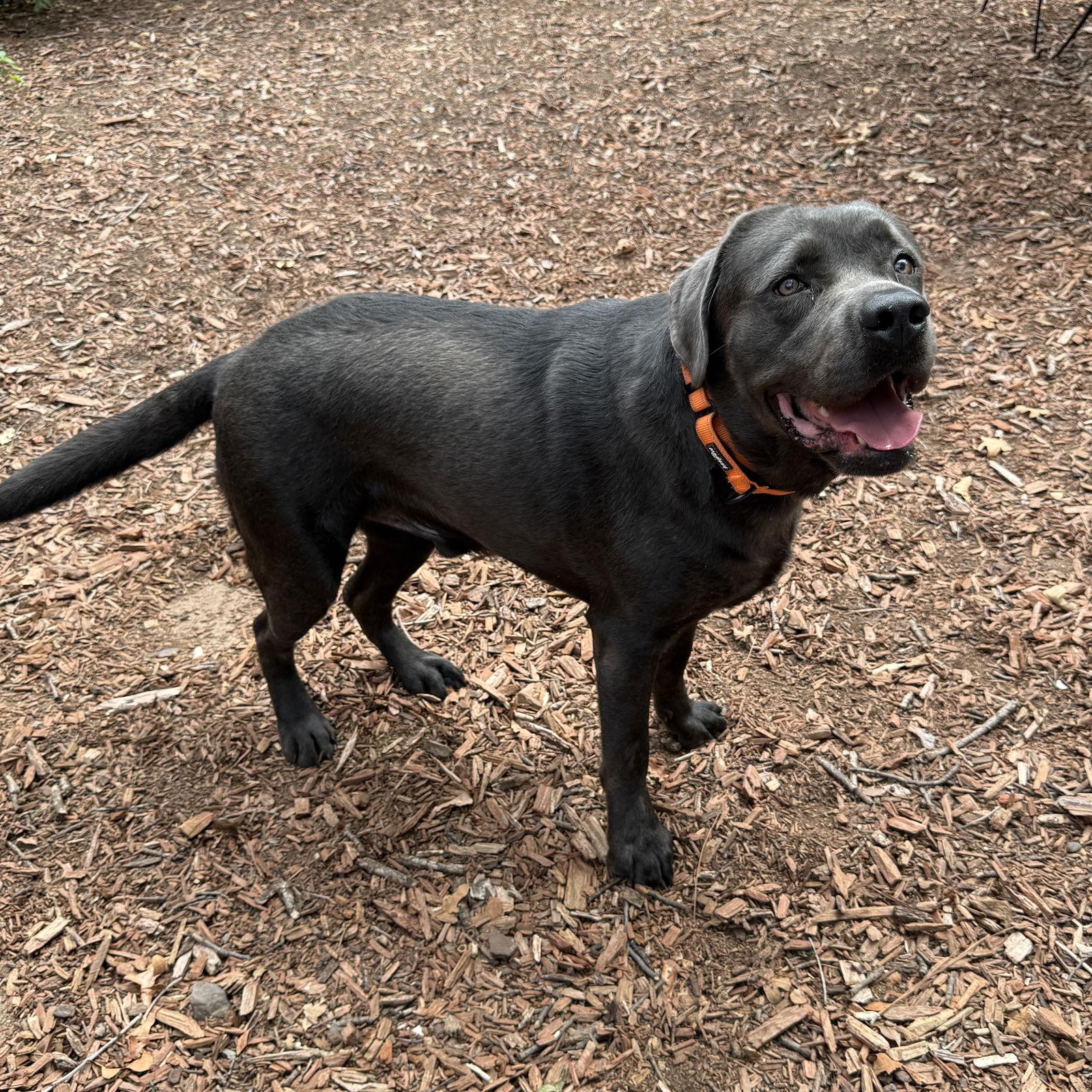 Enlarge Ranger, a Adoptable Labrador Retriever image 3/3