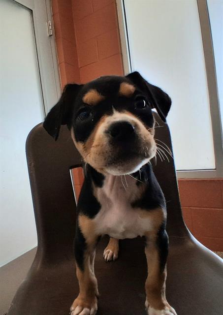 Enlarge OAKLEY, a Adoptable mixed breed in Pueblo, CO image 1/1