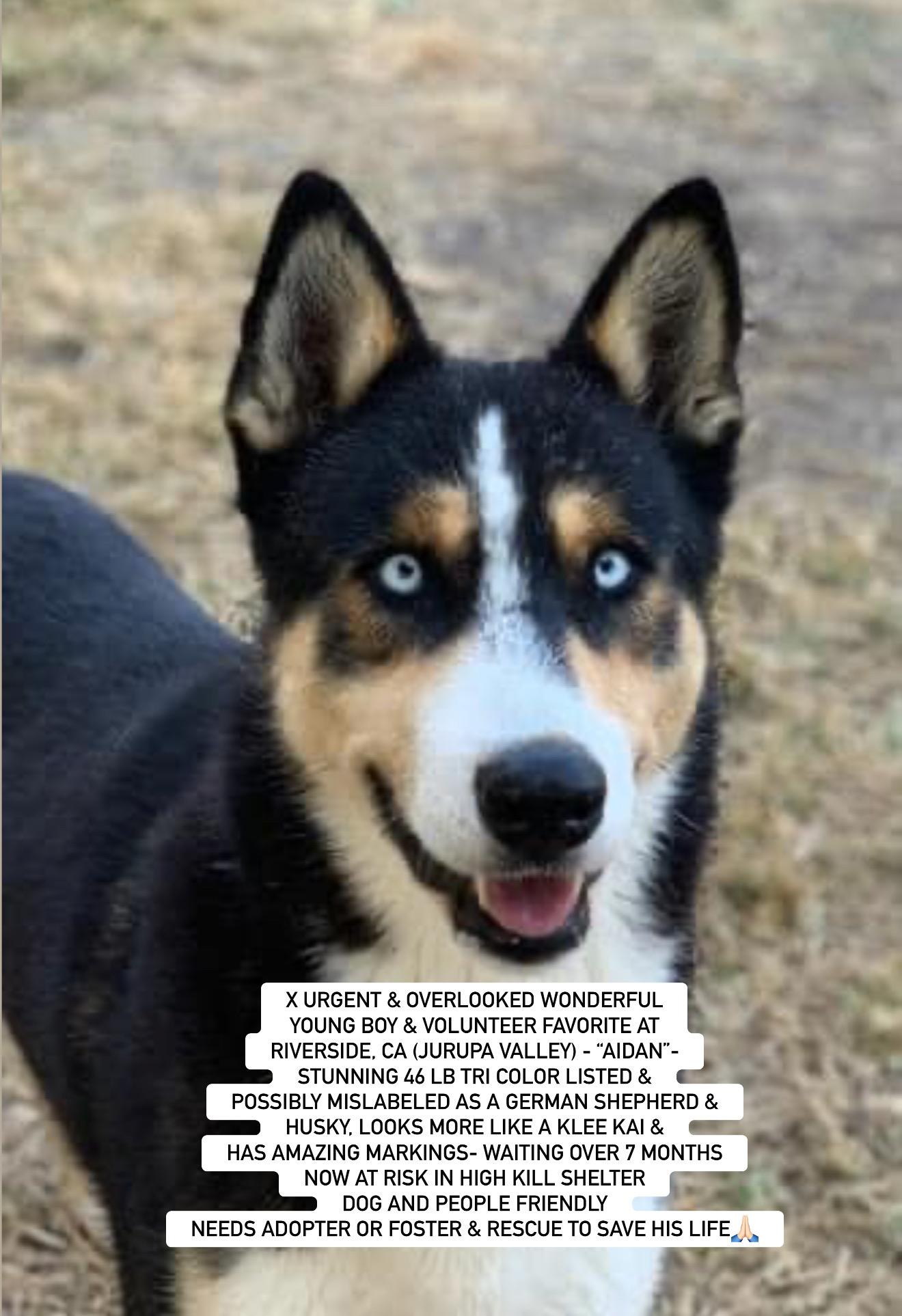AIDAN, Young Male Klee Kai