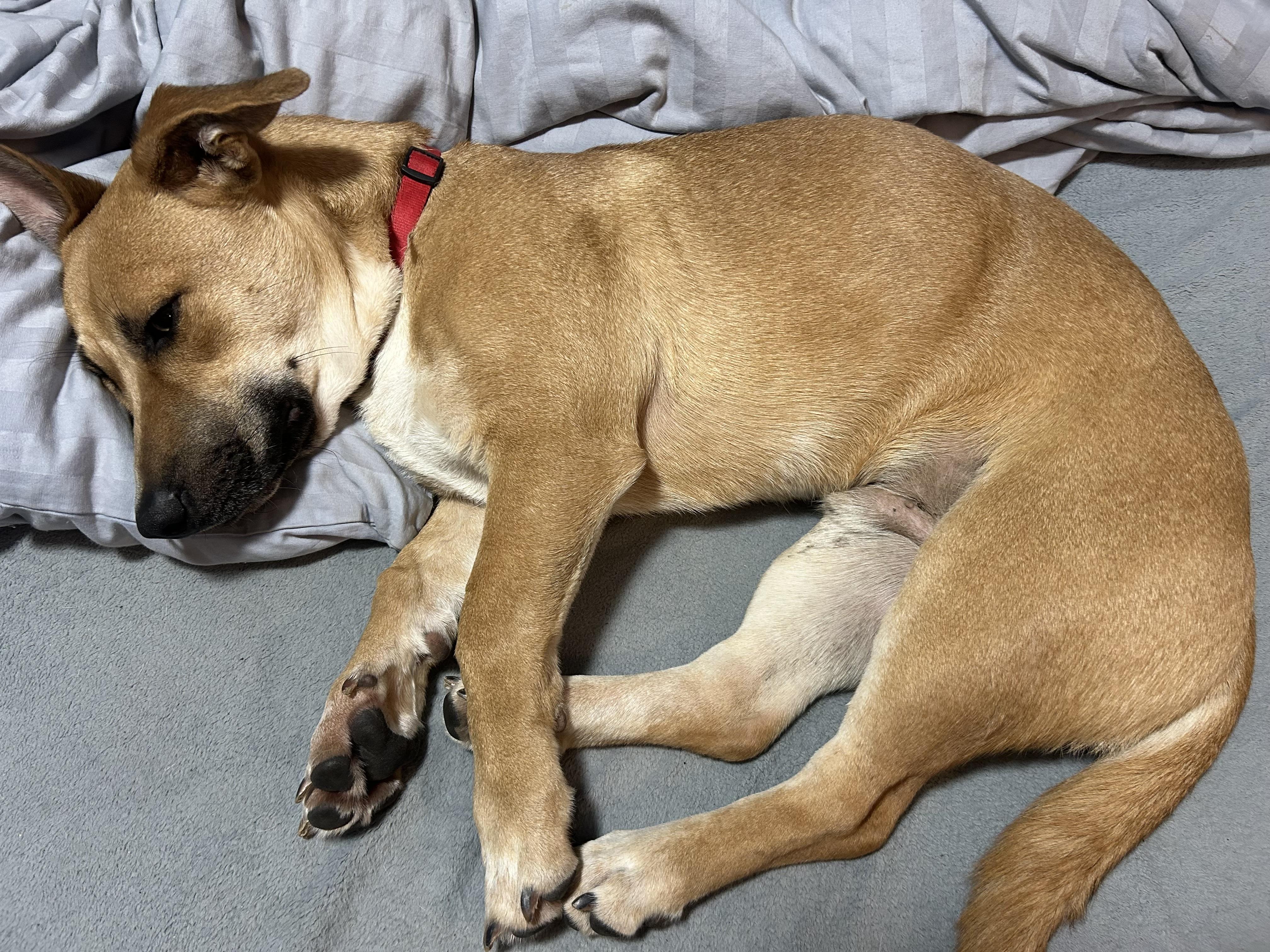 Enlarge Topaz - Local in Oregon , an adoptable mixed breed in Johnston, RI image 6/6