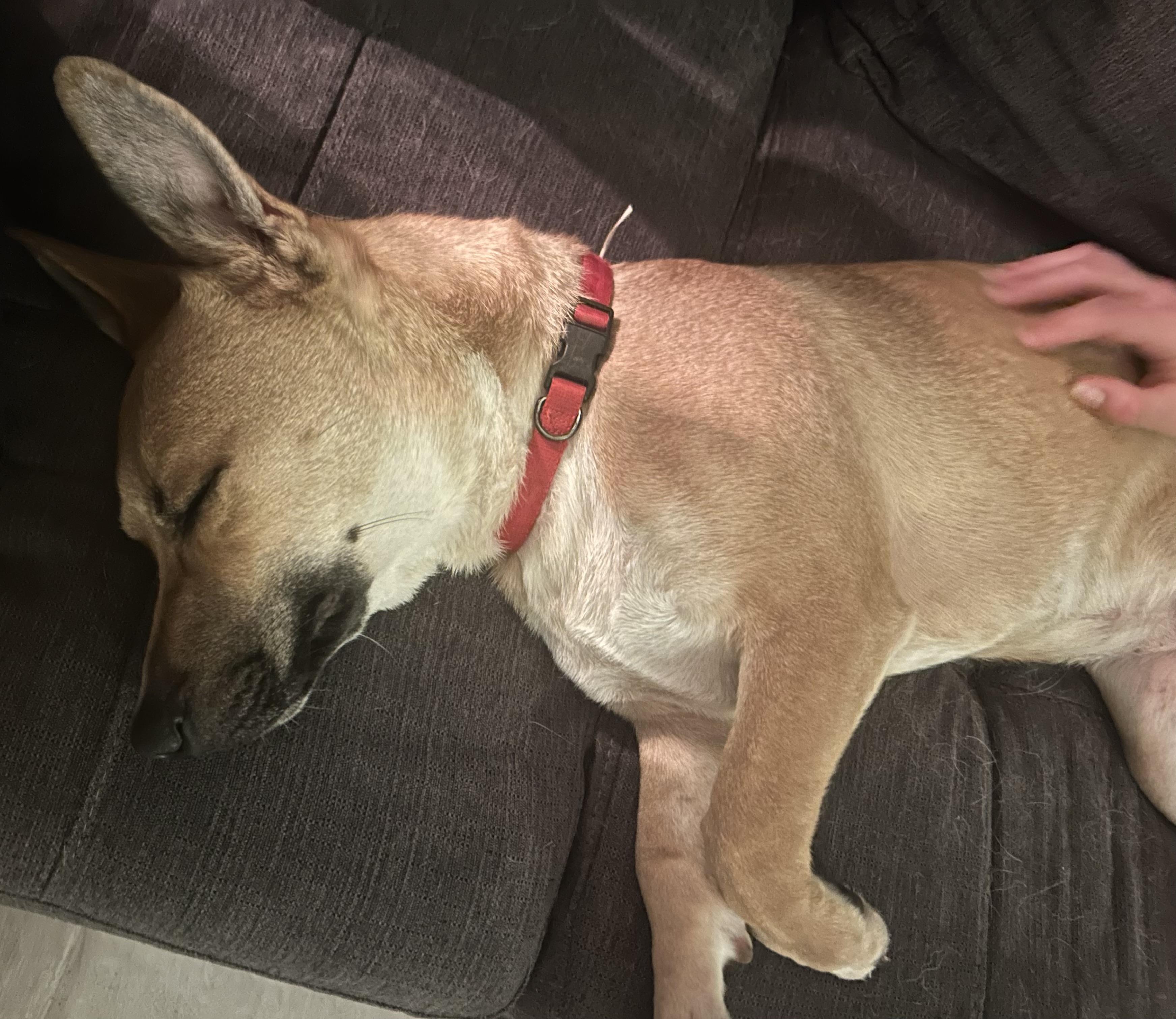 Enlarge Topaz - Local in Oregon , an adoptable mixed breed in Johnston, RI image 2/6