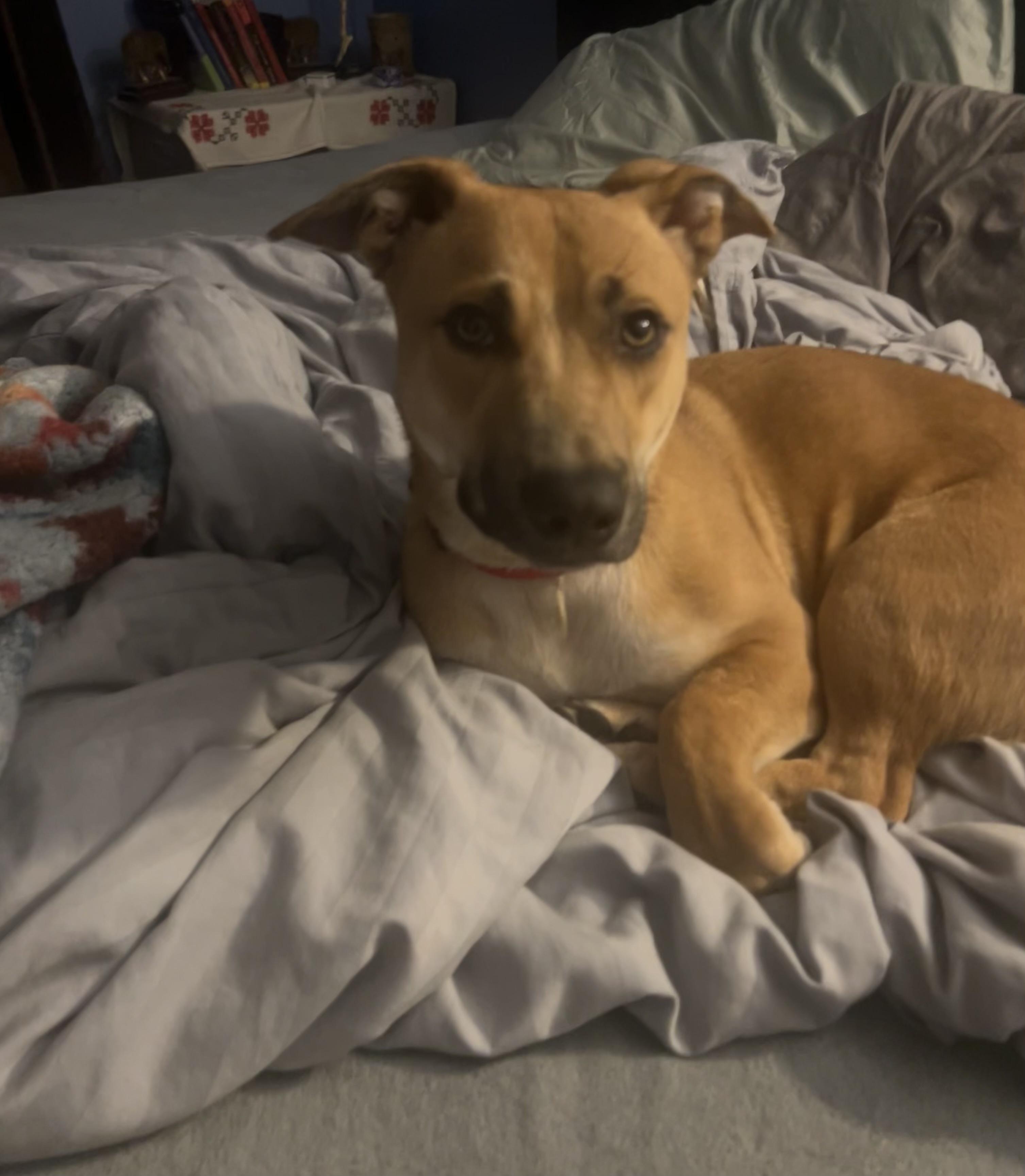 Enlarge Topaz - Local in Oregon , an adoptable mixed breed in Johnston, RI image 3/6