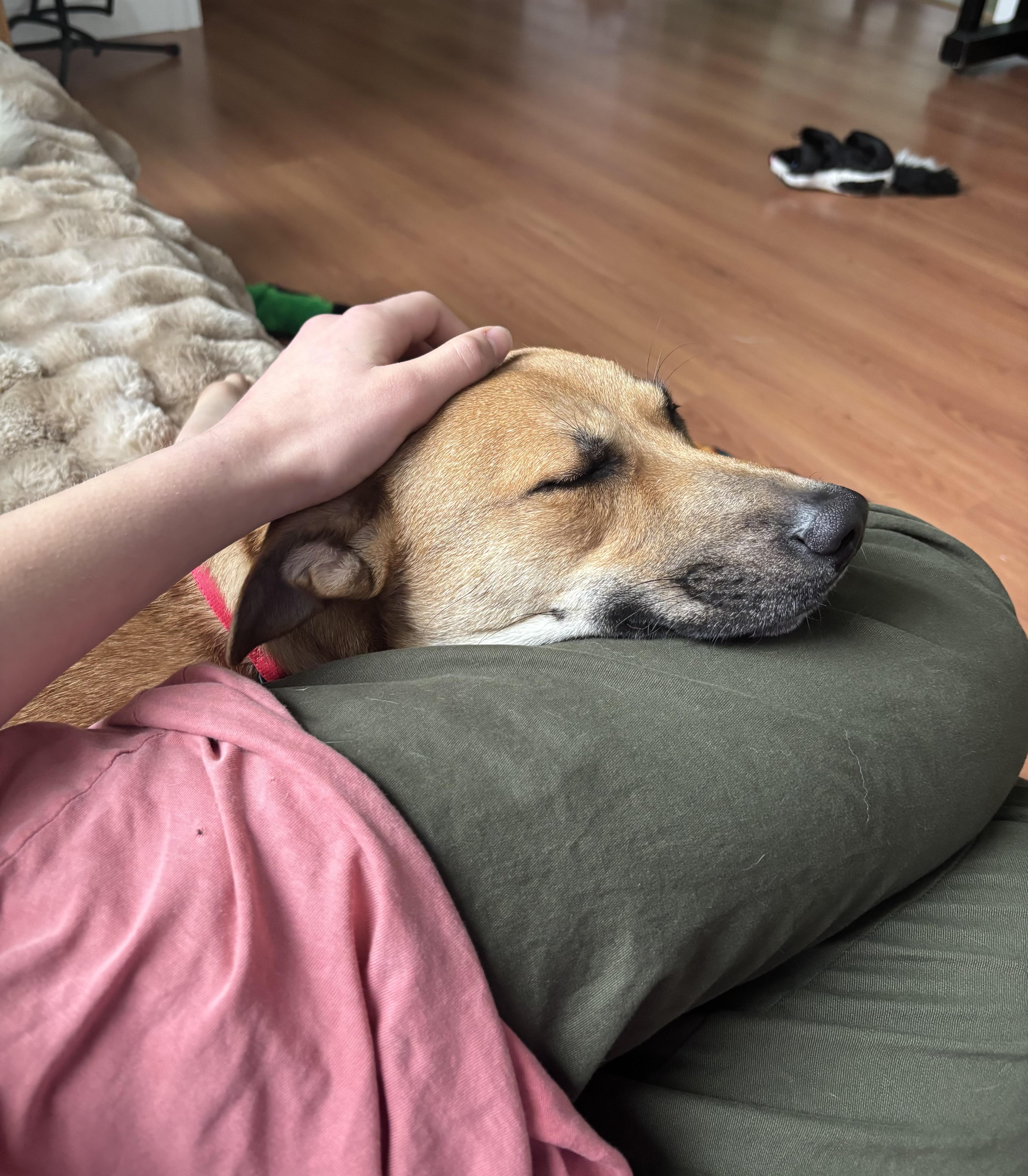 Enlarge Topaz - Local in Oregon , an adoptable mixed breed in Johnston, RI image 5/6