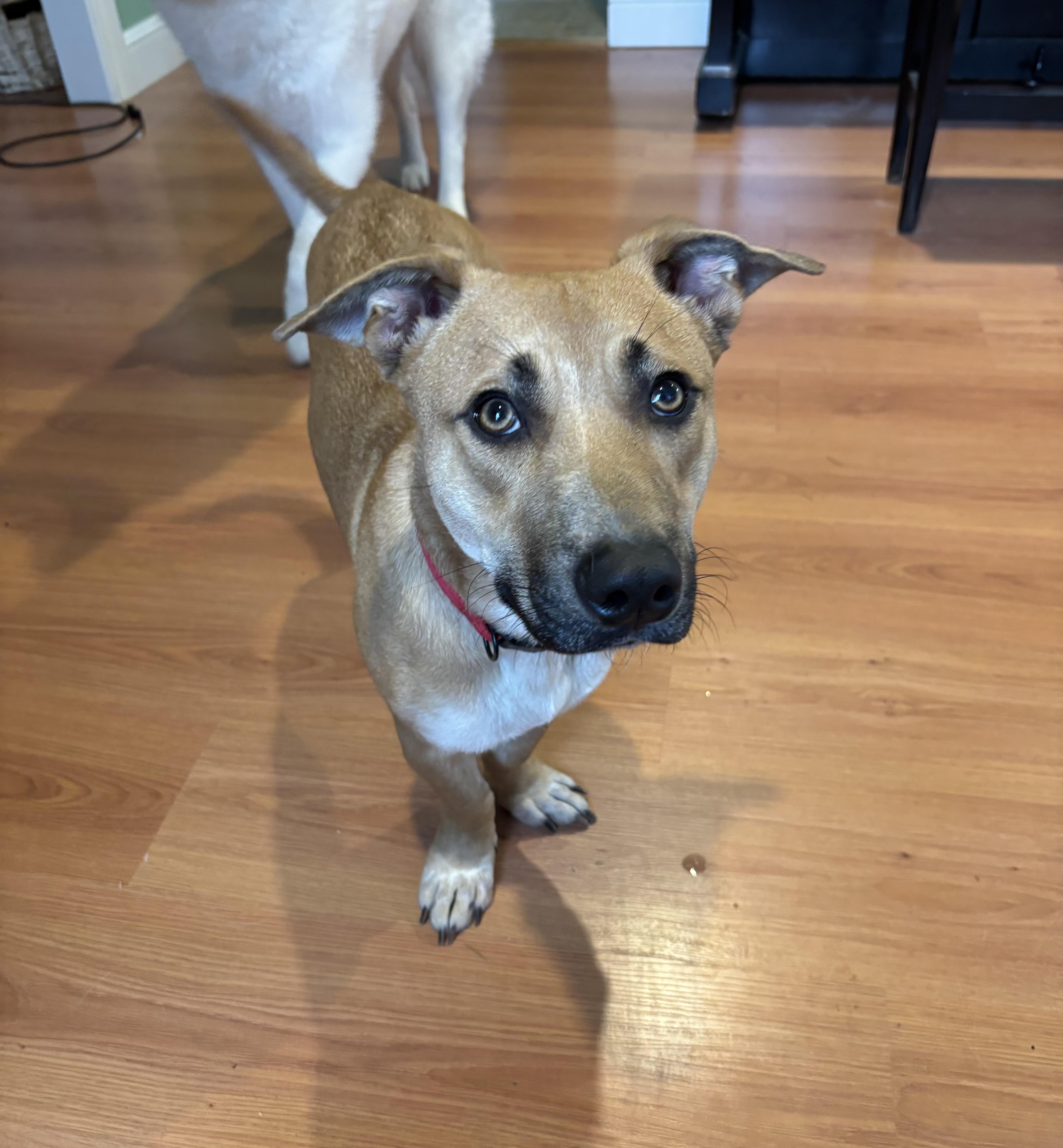 Enlarge Topaz - Local in Oregon , an adoptable mixed breed in Johnston, RI image 4/6