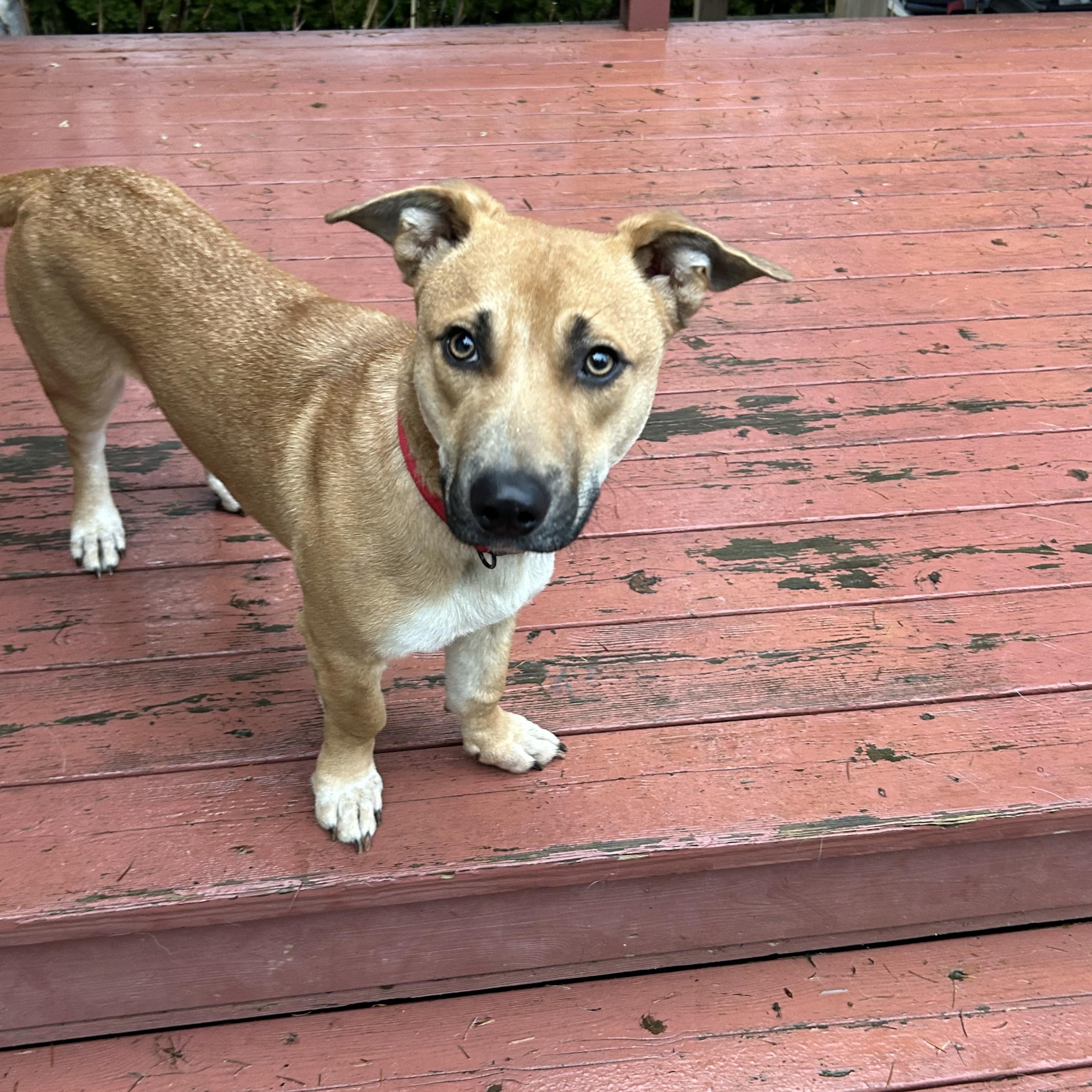 Enlarge Topaz - Local in Oregon , an adoptable mixed breed in Johnston, RI image 1/6