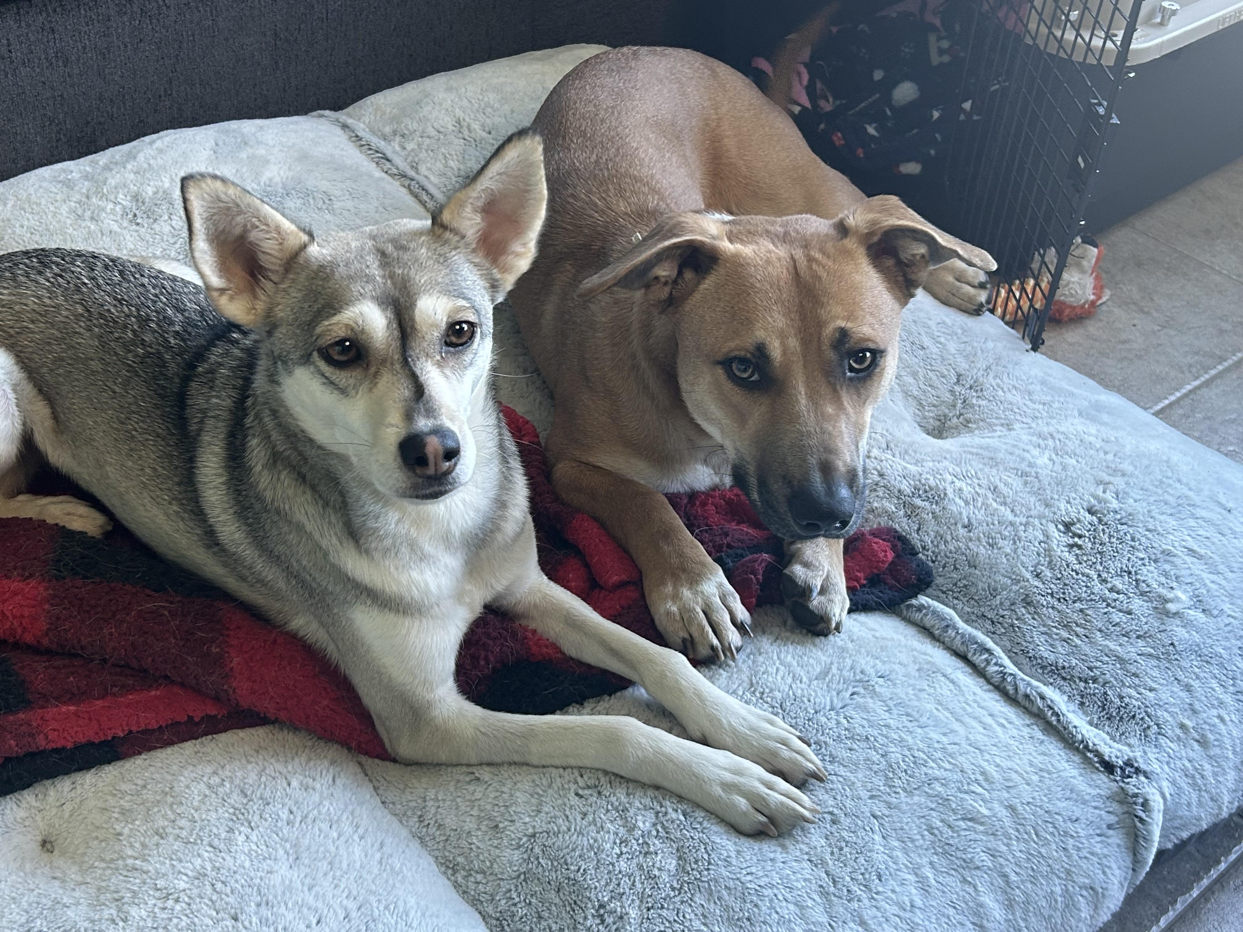 Enlarge Topaz - Local in Oregon , an adopted mixed breed in Happy Valley , OR image 6/6