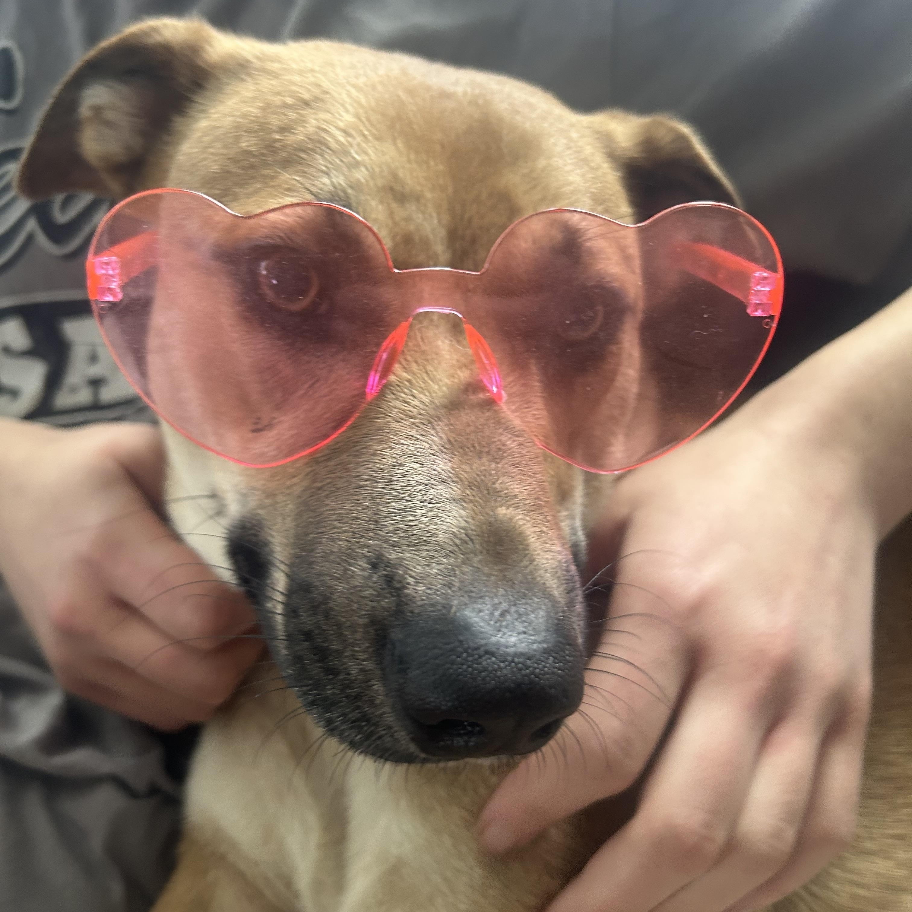 Topaz - Local in Oregon , adoptable, Adult Male Corgi & Shepherd.