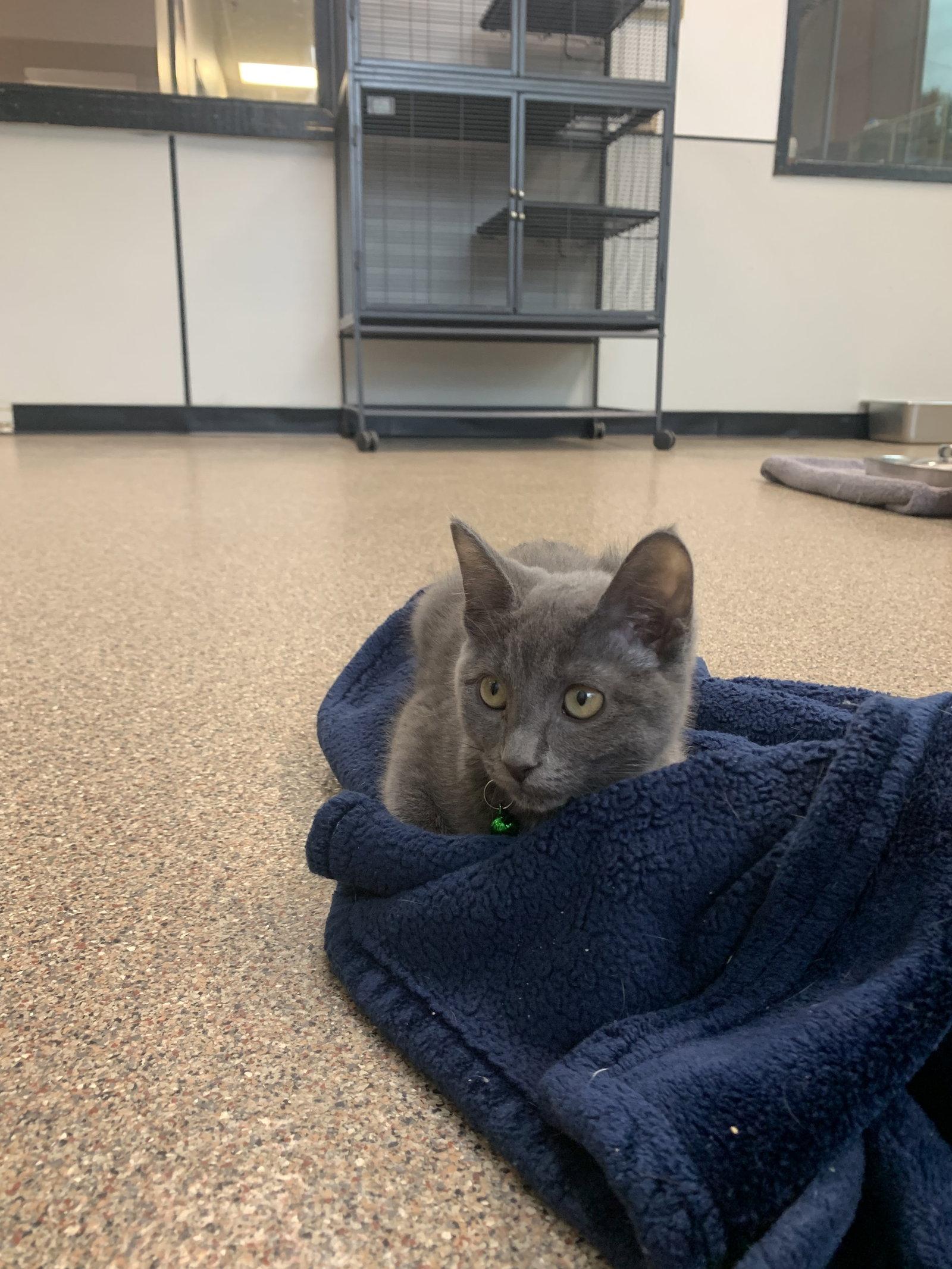 Cinderella, Adoptable, Kitten Female Domestic Short Hair.