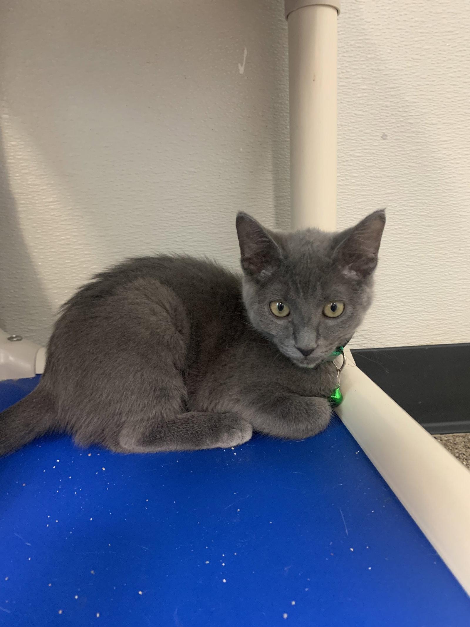 Enlarge Cinderella, a Adoptable Domestic Short Hair in Sanford, FL image 2/3