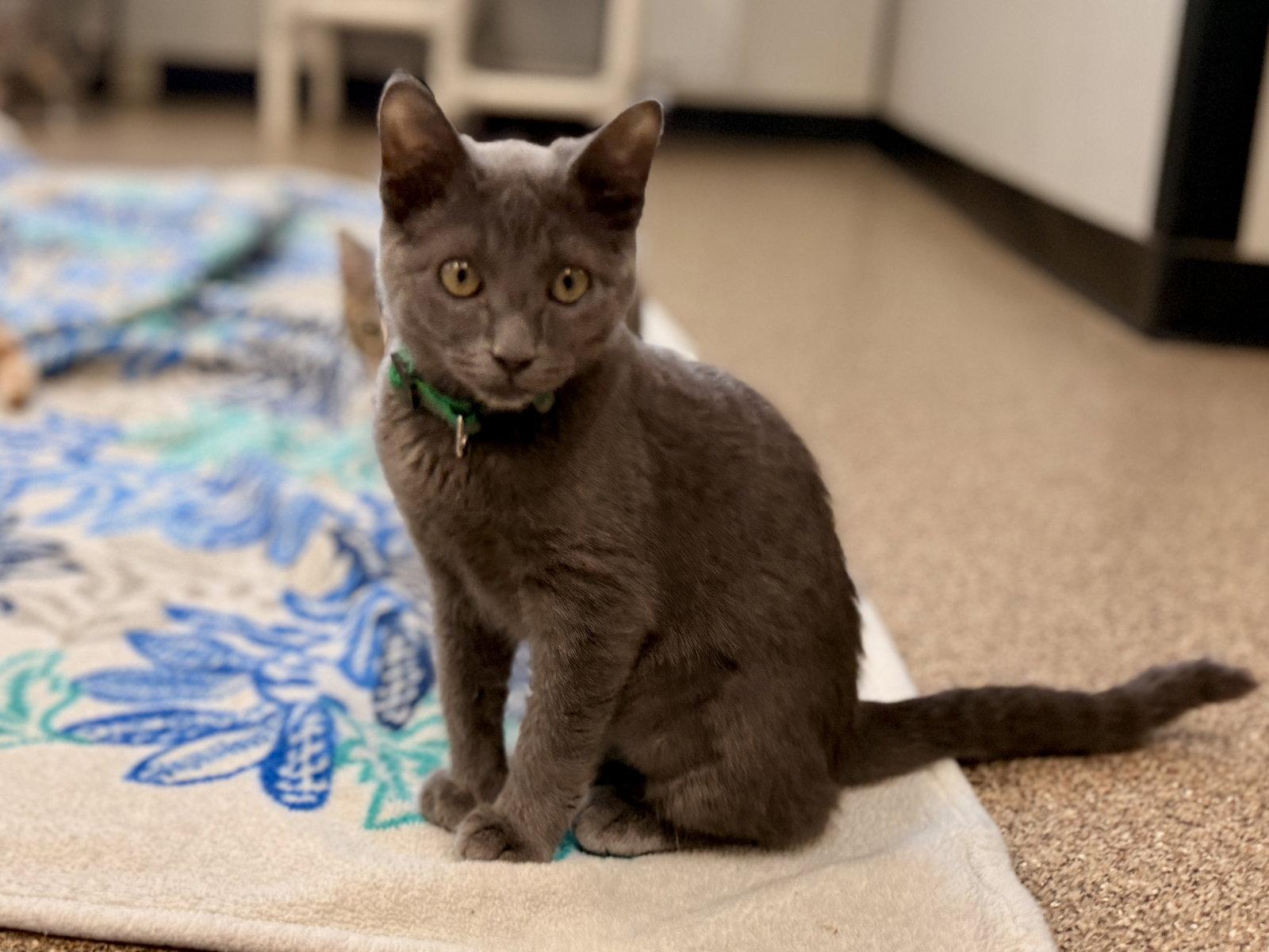 Enlarge Cinderella, a Adoptable Domestic Short Hair in Sanford, FL image 3/3
