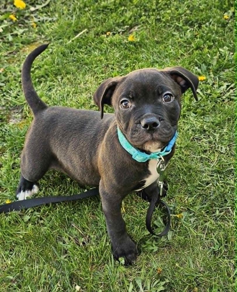 Enlarge Weevil, a Adoptable mixed breed in Saginaw, MI image 1/3