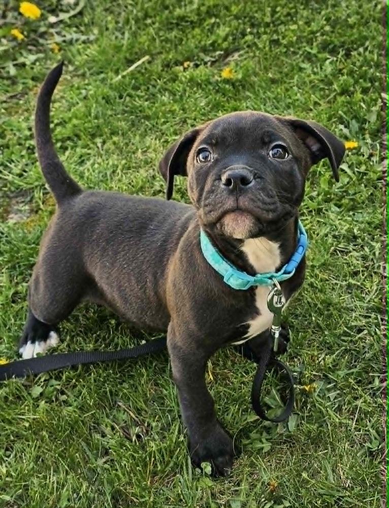 Enlarge Weevil, a Adoptable mixed breed in Saginaw, MI image 2/3