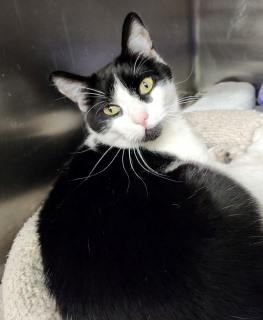 Aaron, Adoptable, Adult Male Domestic Short Hair.