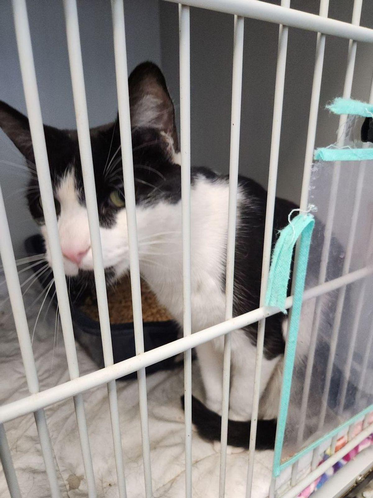 Enlarge Aaron, a Adoptable Domestic Short Hair in Kingman, AZ image 2/3