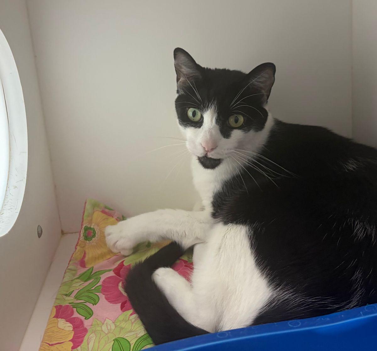 Enlarge Aaron, a Adoptable Domestic Short Hair in Kingman, AZ image 3/3