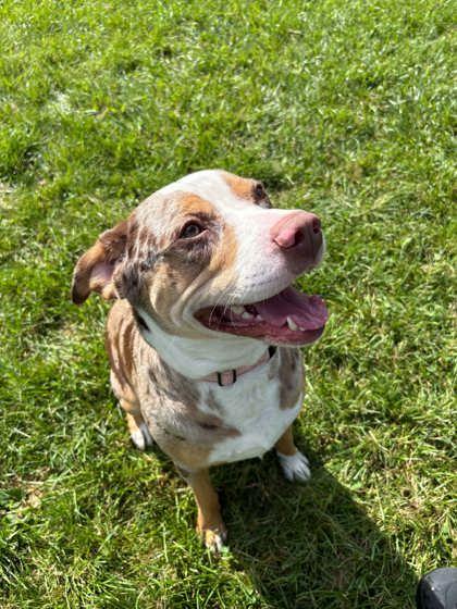 Darwin, Adoptable, Adult Male Pit Bull Terrier & Mixed Breed.
