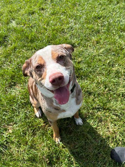 Enlarge Darwin, a Adoptable mixed breed in Harbor Springs, MI image 2/2