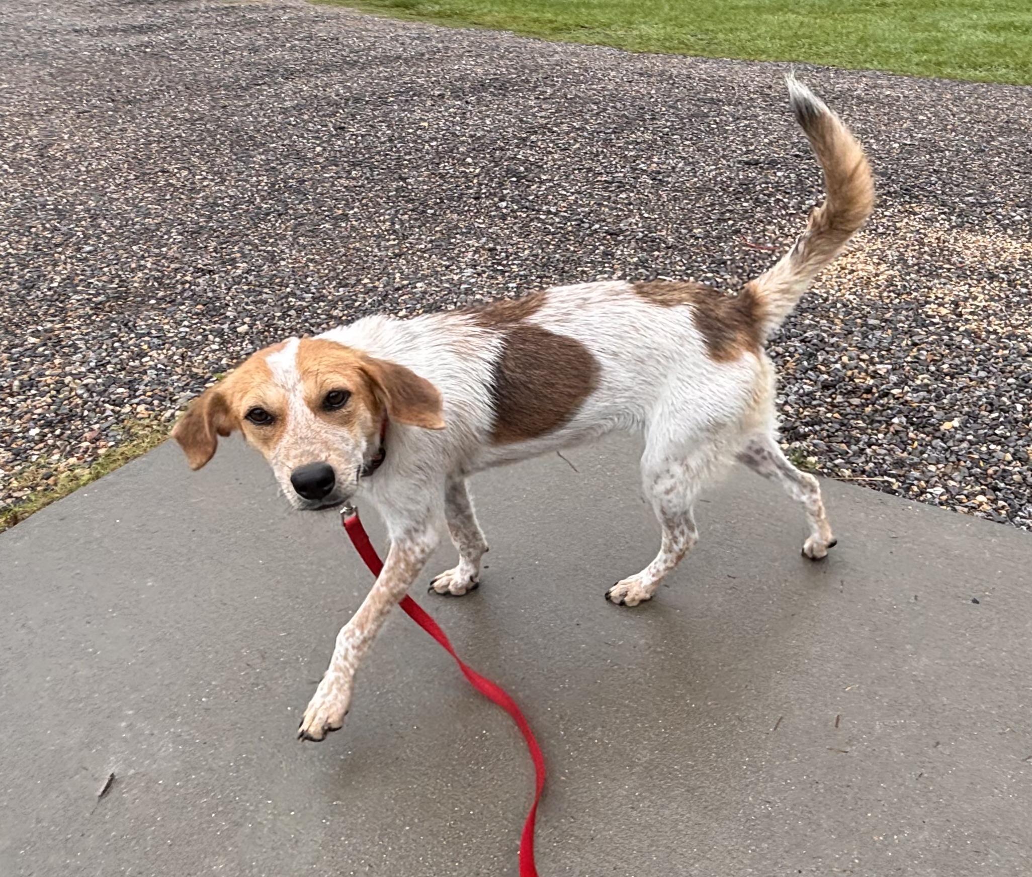 Enlarge Swiper, a ADOPTABLE mixed breed in Lexington, MA image 4/4