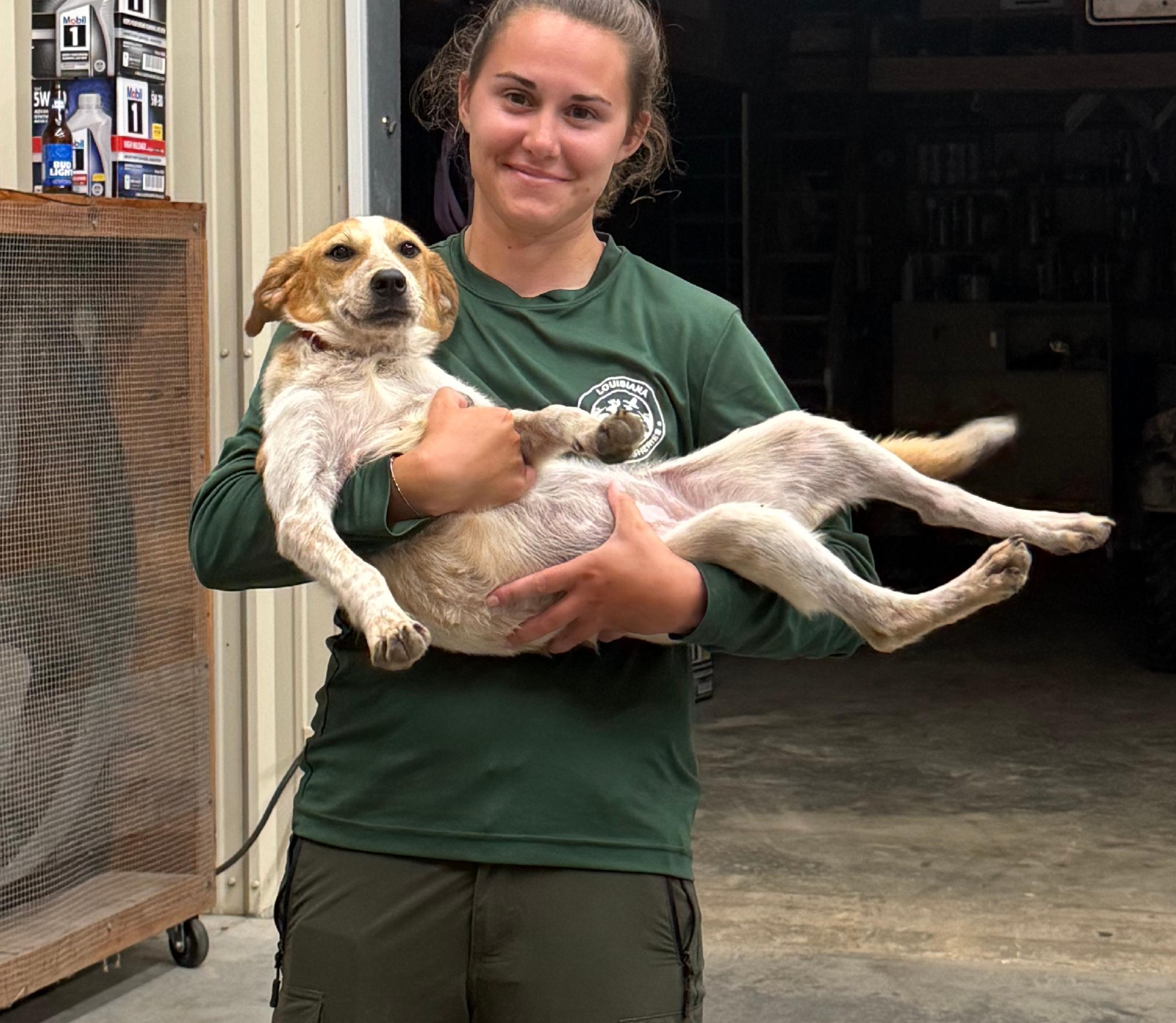 Enlarge Swiper, a ADOPTABLE mixed breed in Lexington, MA image 2/4