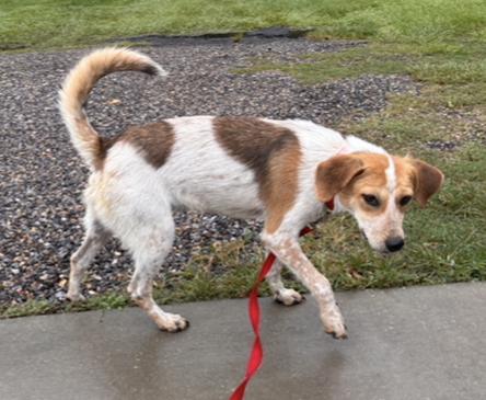 Enlarge Swiper, a ADOPTABLE mixed breed in Lexington, MA image 3/4