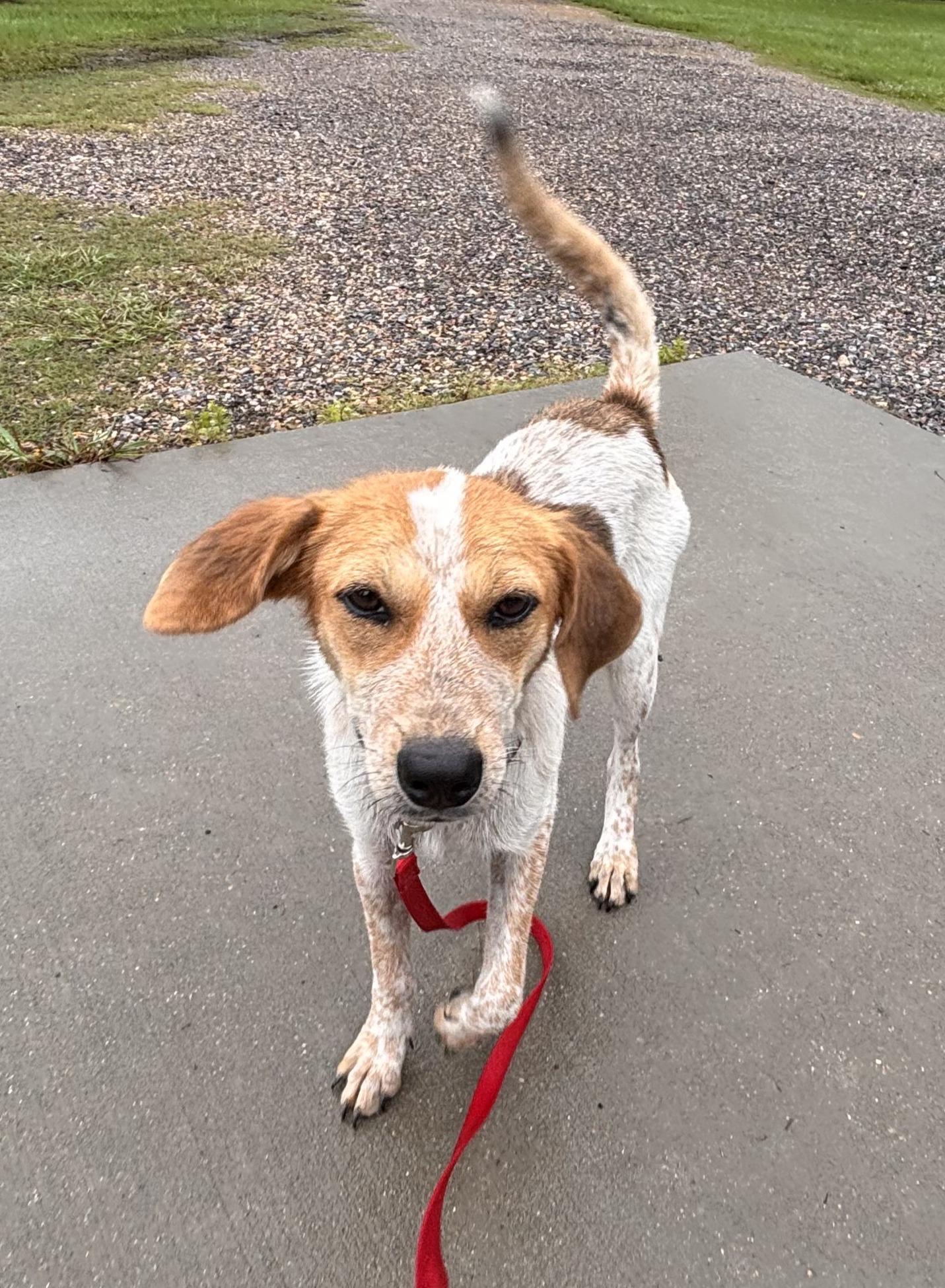 Swiper, ADOPTABLE, Puppy Female Hound.