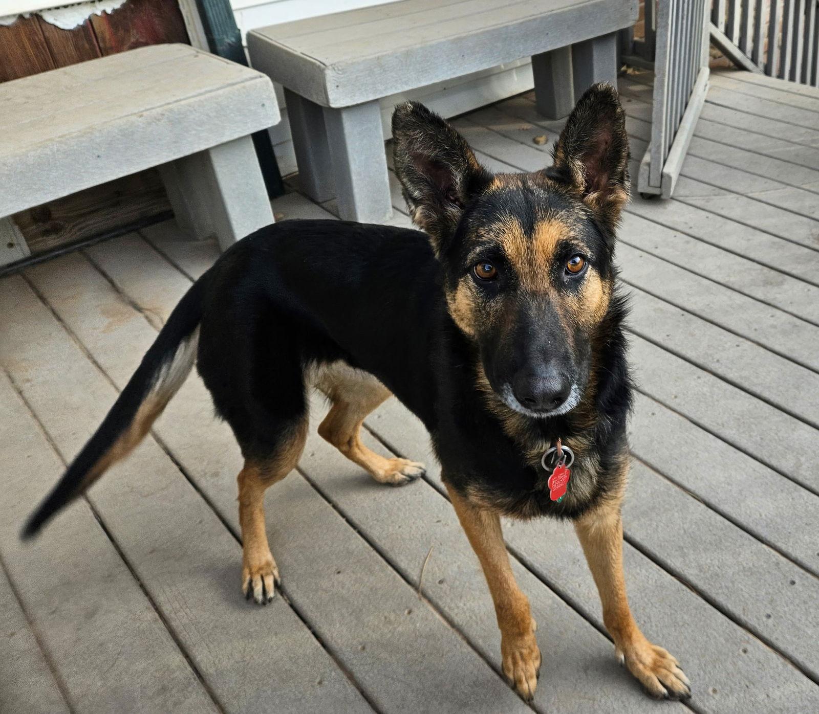 Enlarge Melly, a Adoptable German Shepherd Dog in Lakewood, CO image 1/3