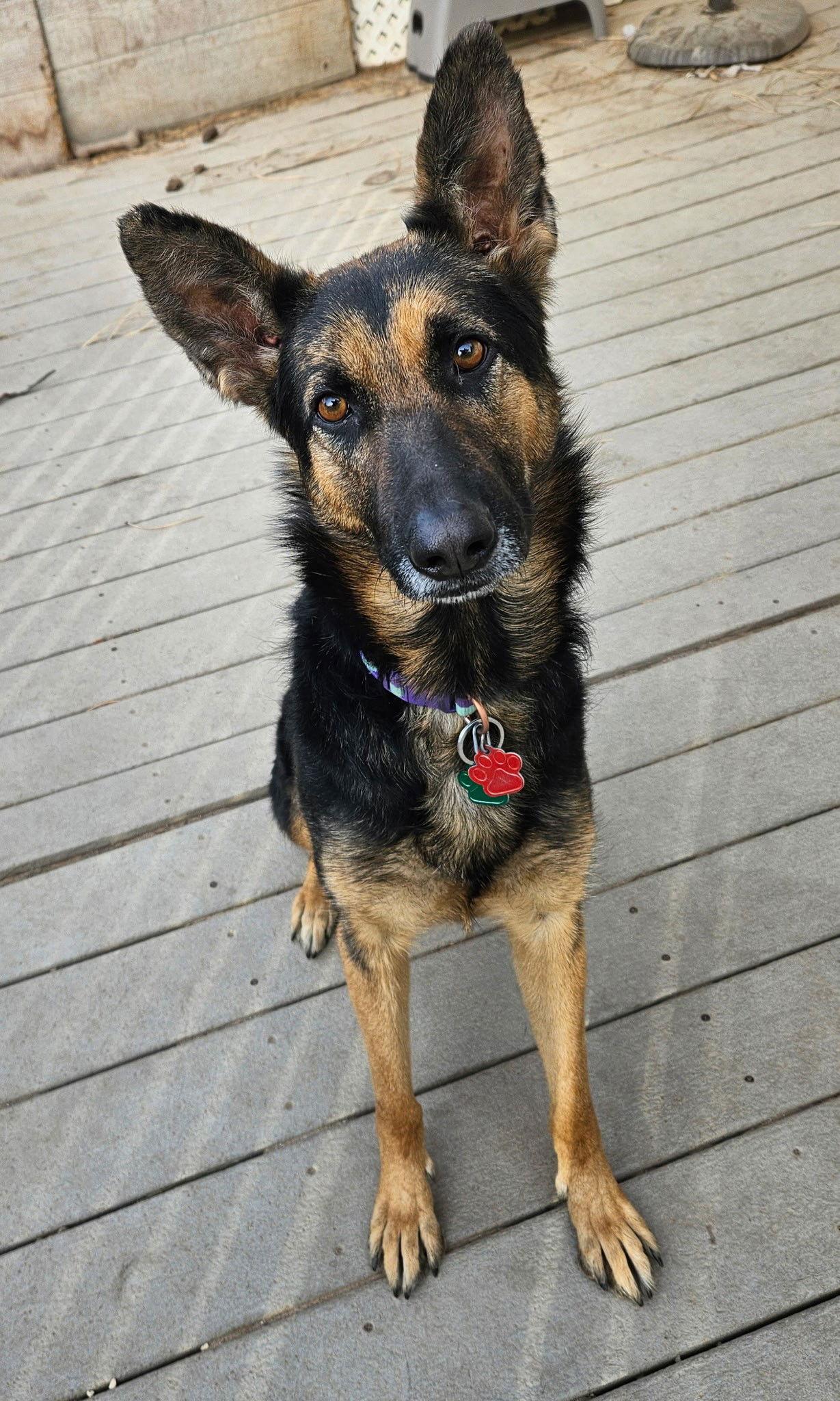 Enlarge Melly, a Adoptable German Shepherd Dog in Lakewood, CO image 2/3