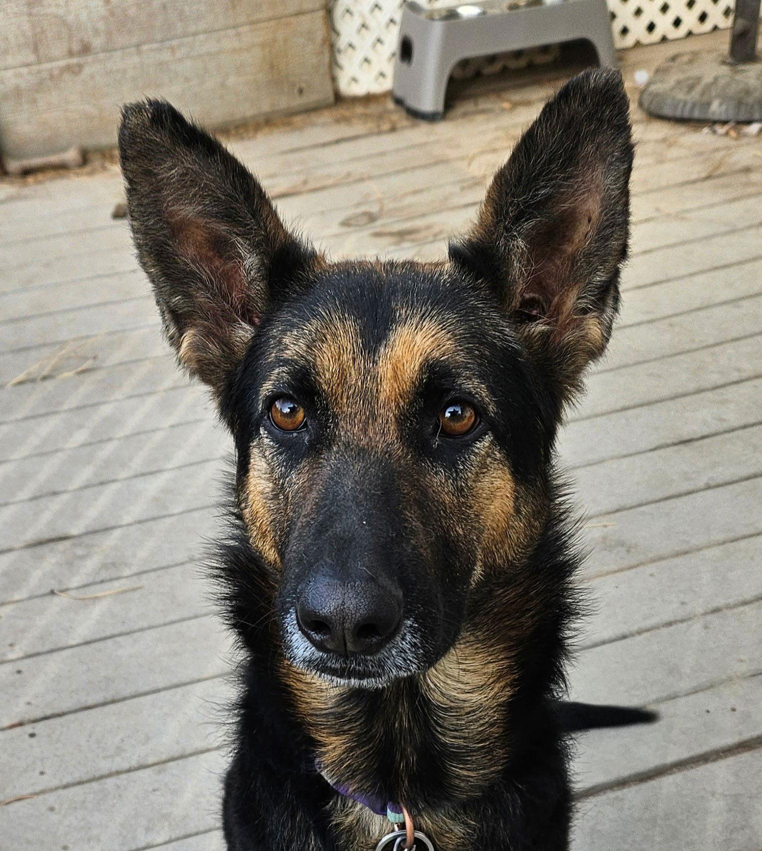 Enlarge Melly, a Adoptable German Shepherd Dog in Lakewood, CO image 3/3