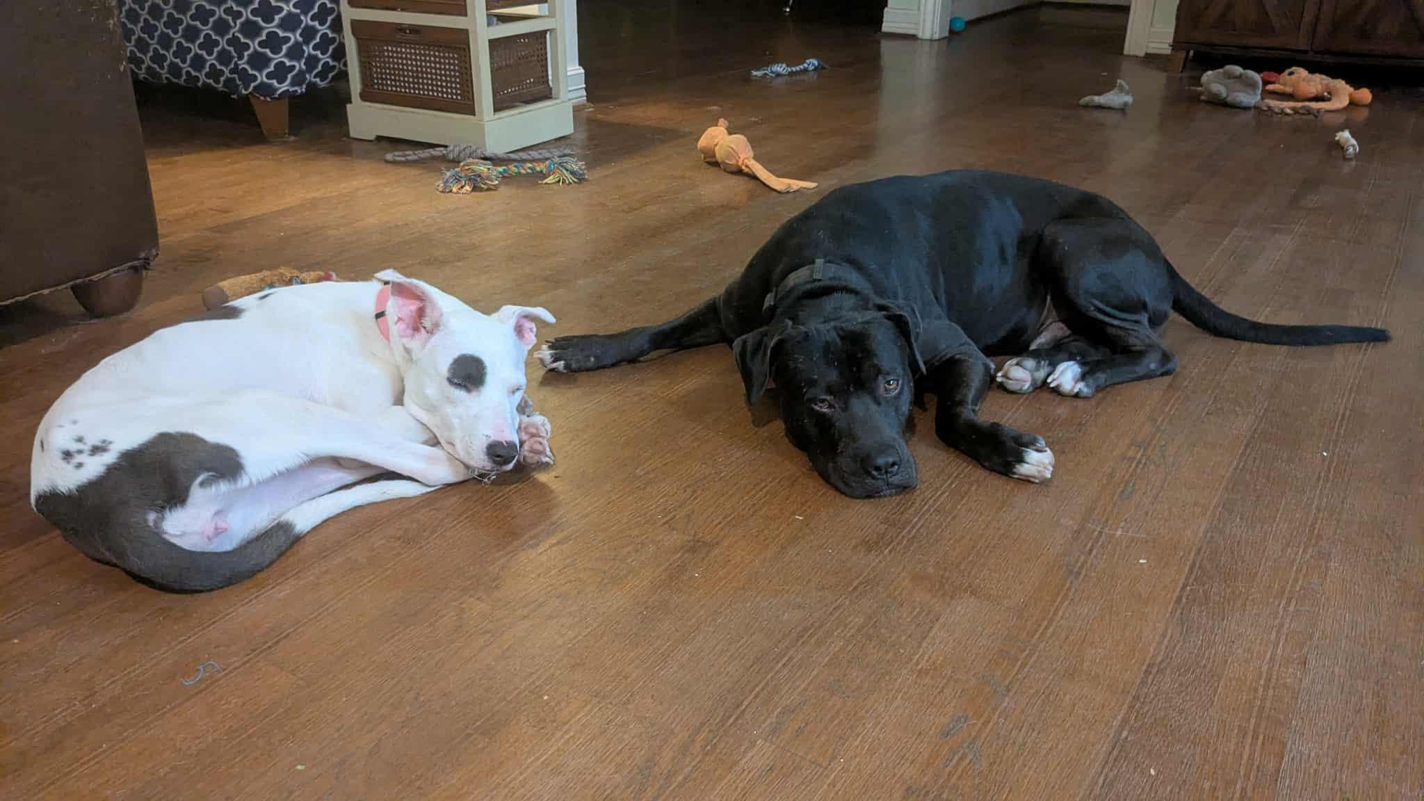 Crunchy : a total sweetheart, an adopted mixed breed in Portland, OR image 5/6