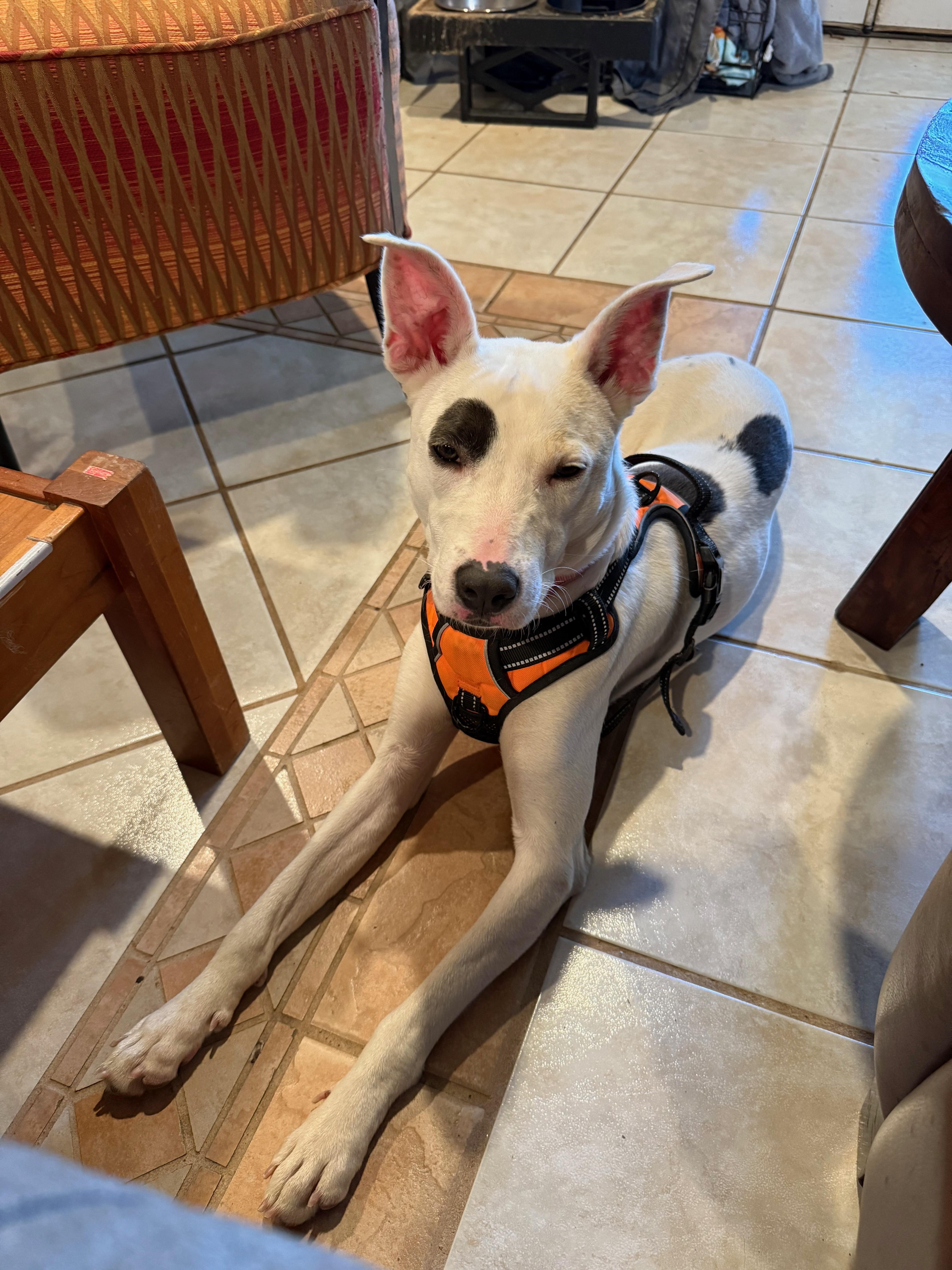 Crunchy : a total sweetheart, an adopted mixed breed in Portland, OR image 2/6