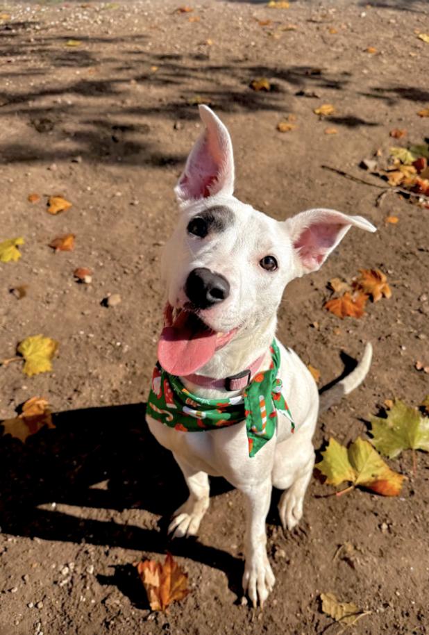 Crunchy : a total sweetheart, an adopted mixed breed in Portland, OR image 4/6