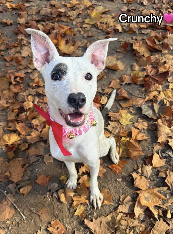 Crunchy : a total sweetheart, adopted, Young Female Whippet.