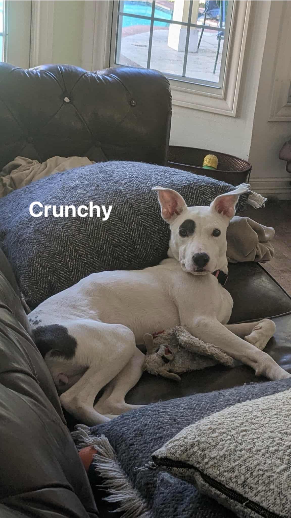 Crunchy : a total sweetheart, an adopted mixed breed in Portland, OR image 3/6