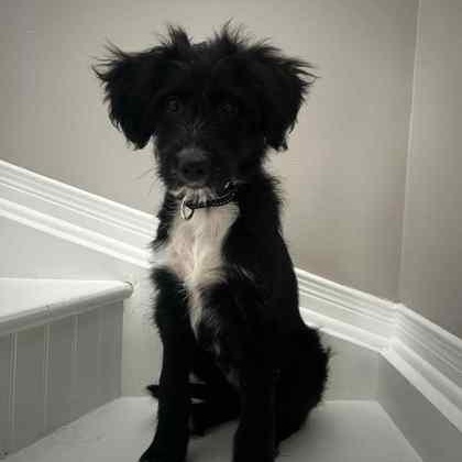 Enlarge Sabrina, a Adopted Goldendoodle in Perth, ON image 1/3