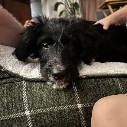 Enlarge Sabrina, a Adopted Goldendoodle in Perth, ON image 2/3