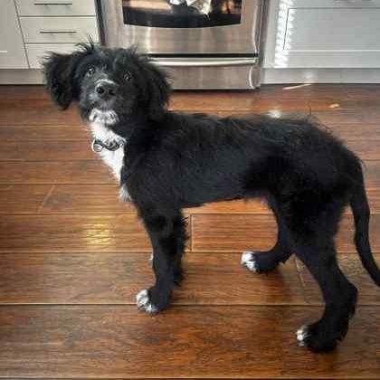 Enlarge Sabrina, a Adopted Goldendoodle in Perth, ON image 3/3